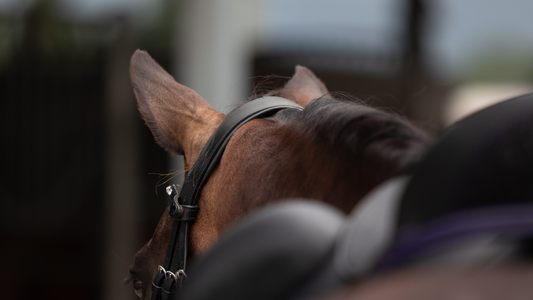 Why Rest Days Matter More Than You Think: For Your Horse and For You
